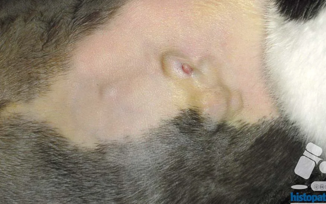 Septiembre–Noviembre-2011.Gata.Quiste infundibular