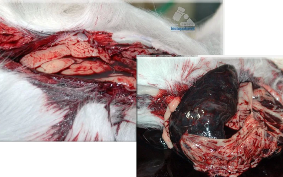 Enero-Abril 2015-Ruptura de bazo