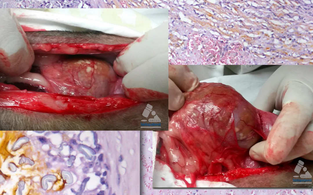 Agosto-Diciembre-2015. Textiloma