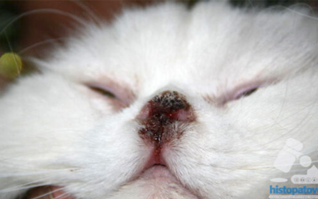 Enero-Abril-2016: Dermatitis Facial Felina