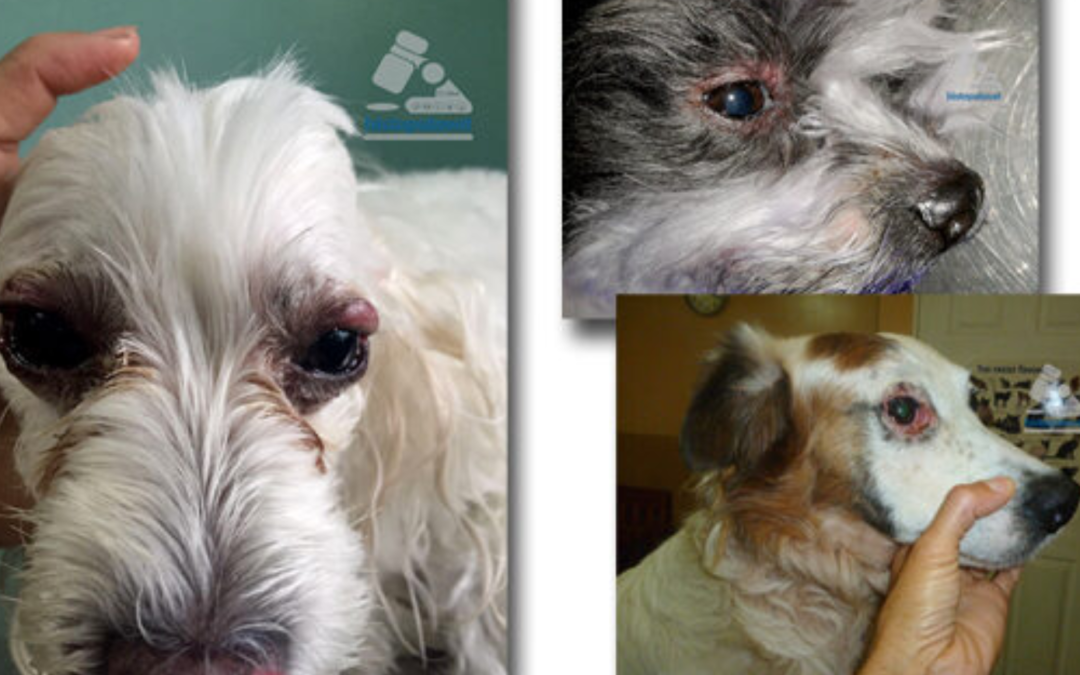 Mayo-Diciembre,2017, Blefaritis bilateral