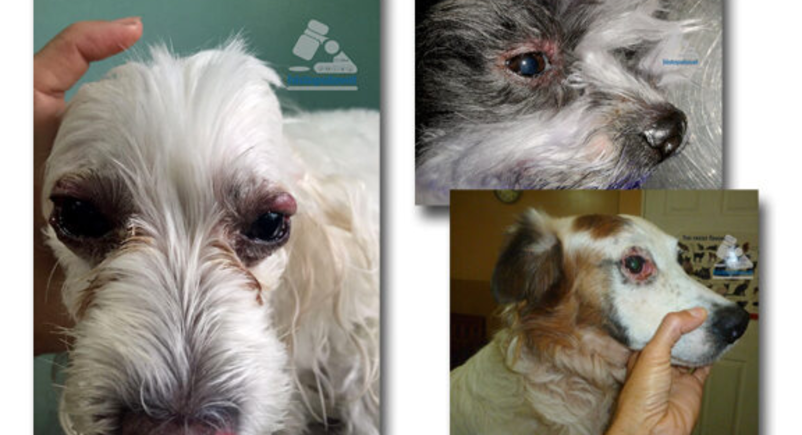 Enero-Julio.2019.MicobacteriosisPizote (2)