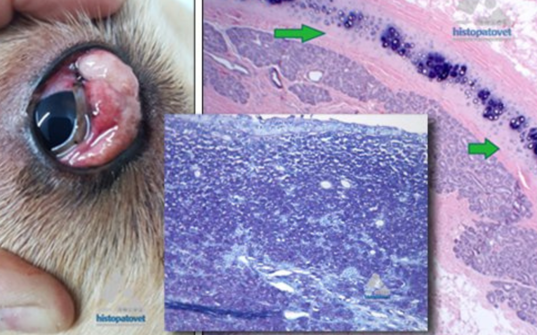 Agosto-Diciembre,2019.Mastocitoma del Tercer Párpado
