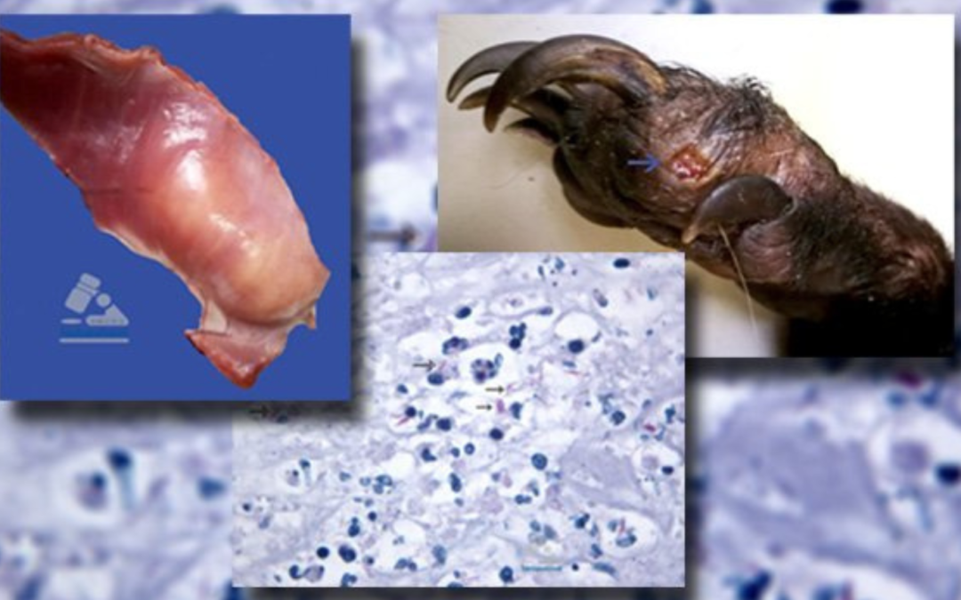 Enero-Julio.2019.Micobacteriosis/Pizote