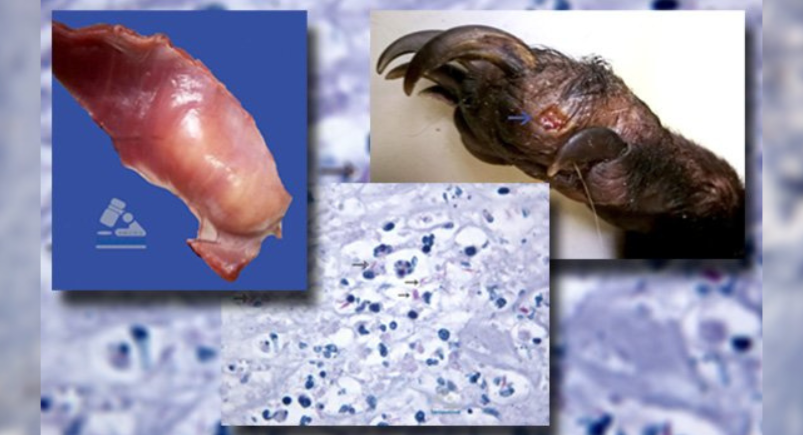 Enero-Julio.2019.Micobacteriosis_Pizote