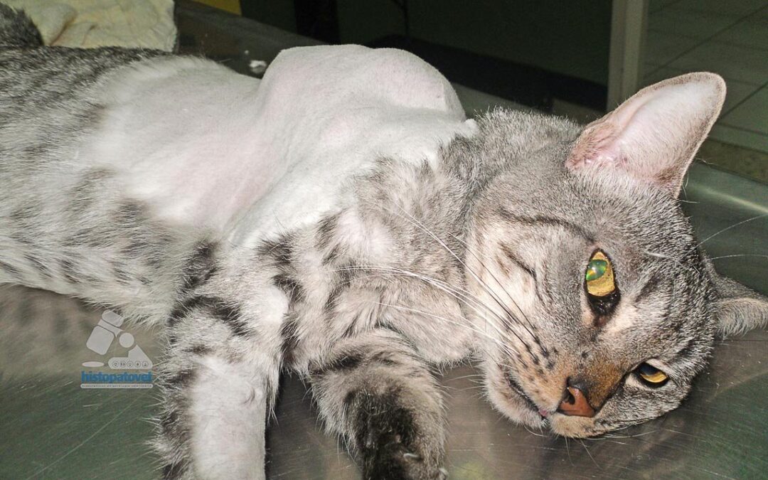 Abril–Julio 2012. Sarcoma post-inyección