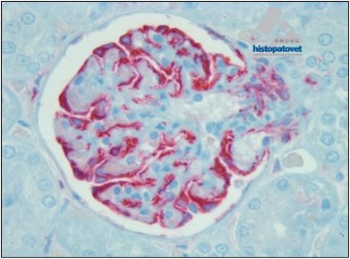 Marzo–Mayo-2011.Tinciones especiales