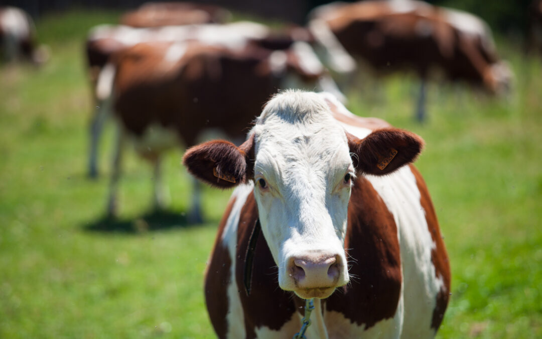 Enfermedades zoonóticas: cómo los patólogos veterinarios controlan la rabia y la toxoplasmosis