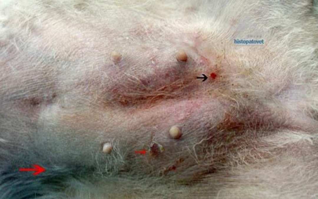 Mayo–Septiembre 2013. Micobacteriosis