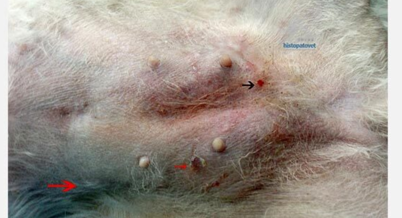 histopatovet (11)