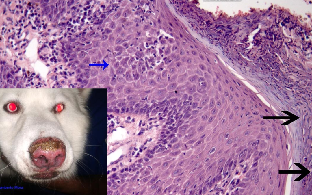 Febrero–Abril 2013. Pénfigos Foliaceos