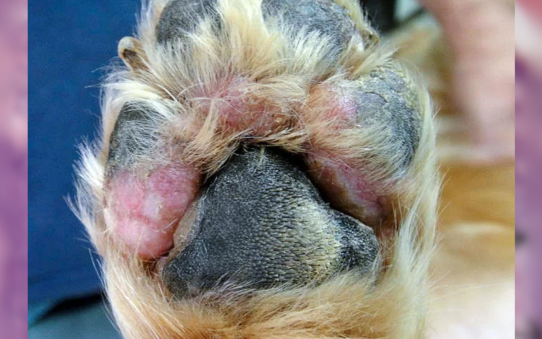 Octubre-Diciembre-2012. Pododemodicosis