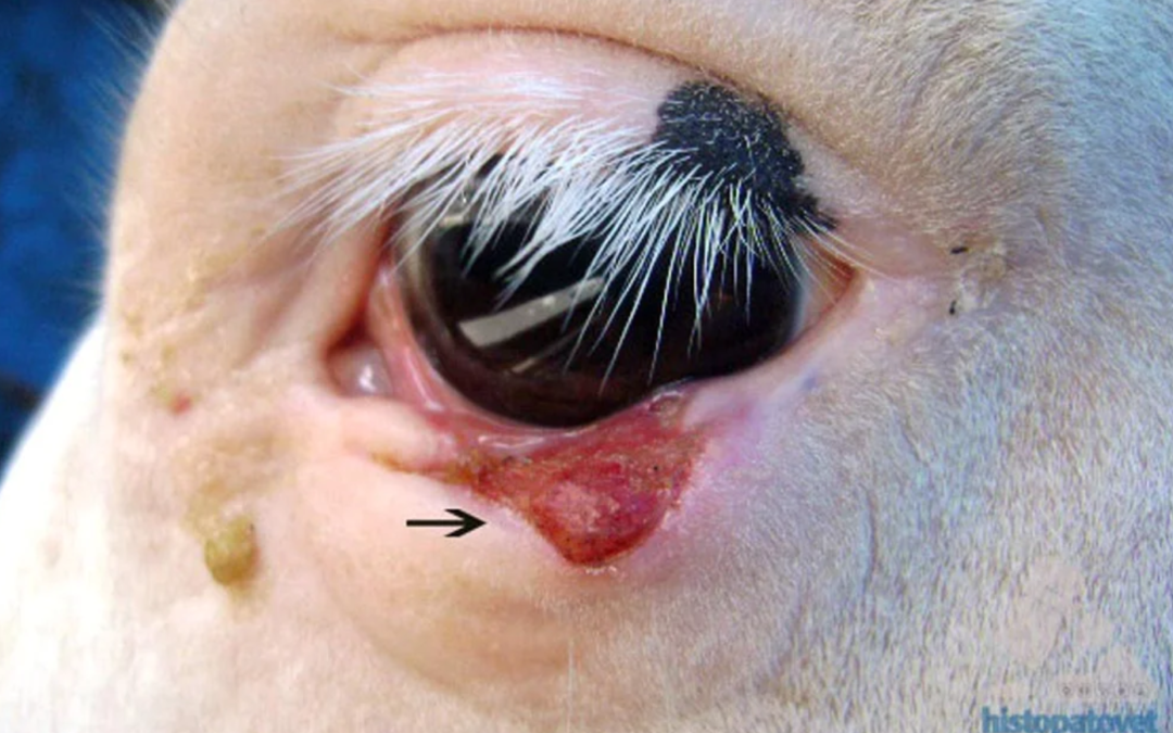 Enero-Marzo-2012. Glándula mamaria.Carcinoma células escamosas